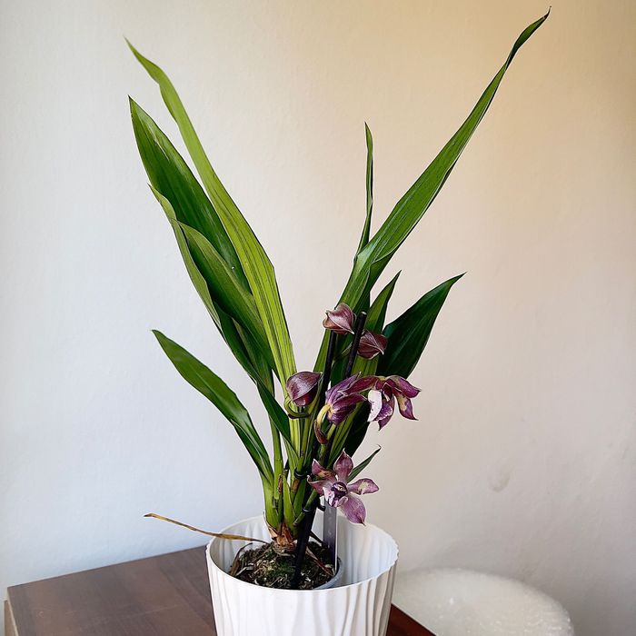 Sprzedaż storczyków