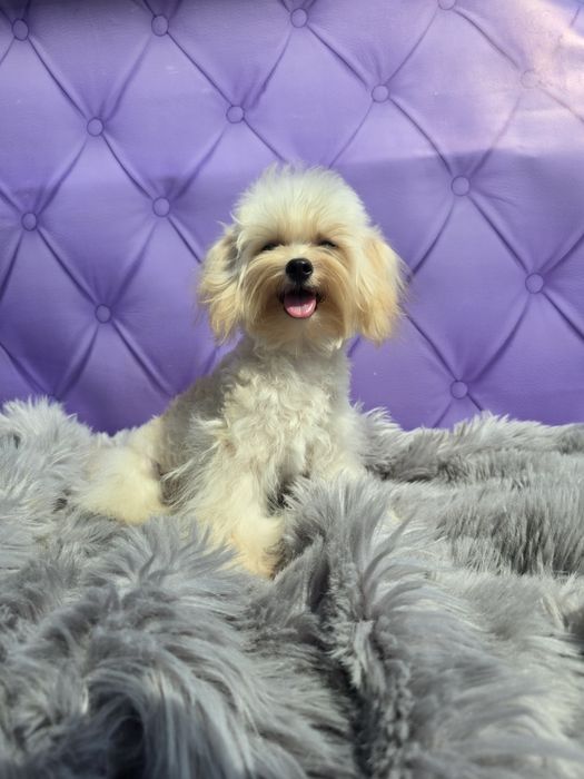 Ніжний кремовий красунчик Мальтіпу Ф1