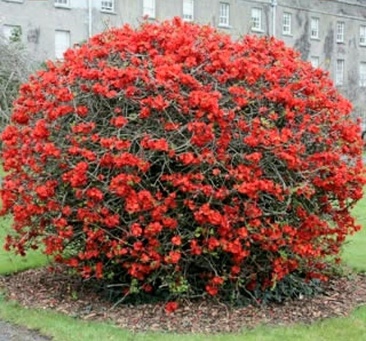 Хеномеліс (айва японська) Оранж Трейл