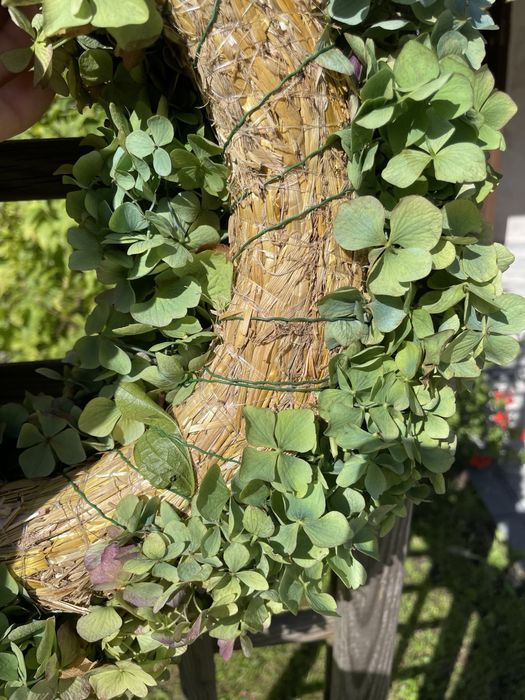 Wieniec hortensja żywa