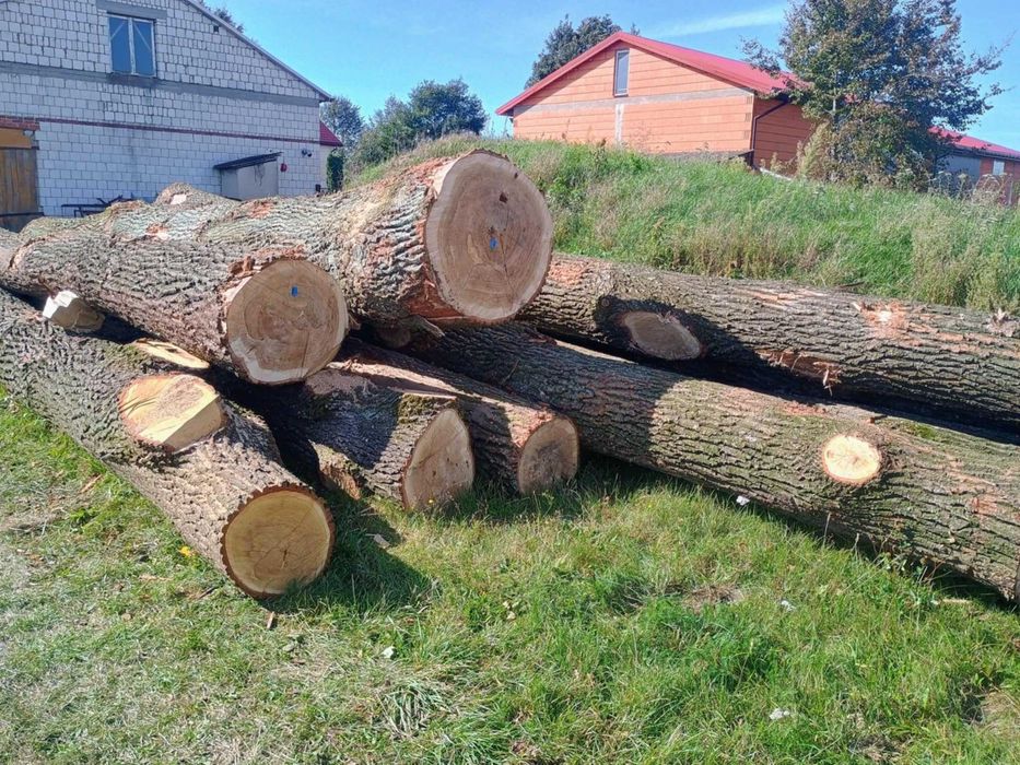 Dąb w klocu, tartaczny -sprzedam