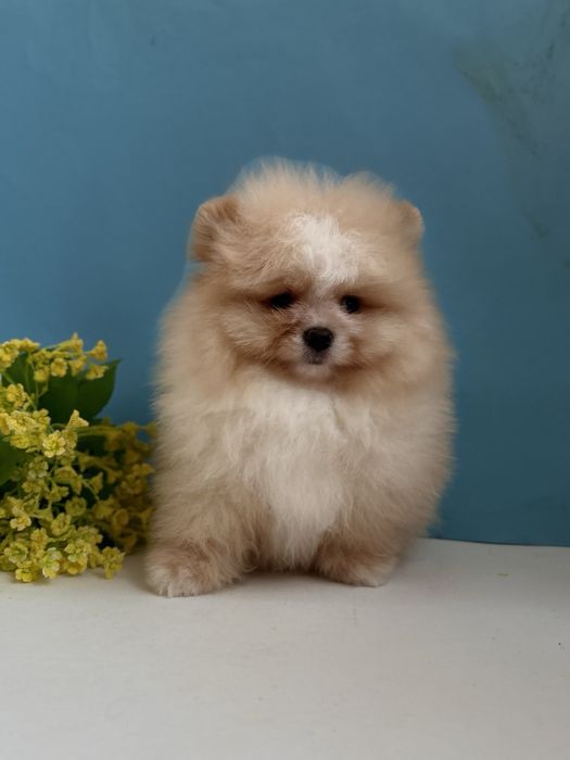 Vip Ведмедик шоу класс