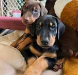 Doberman czekoladowy czekolada pies