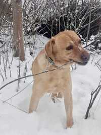 Golden Retrieverem szuka domku