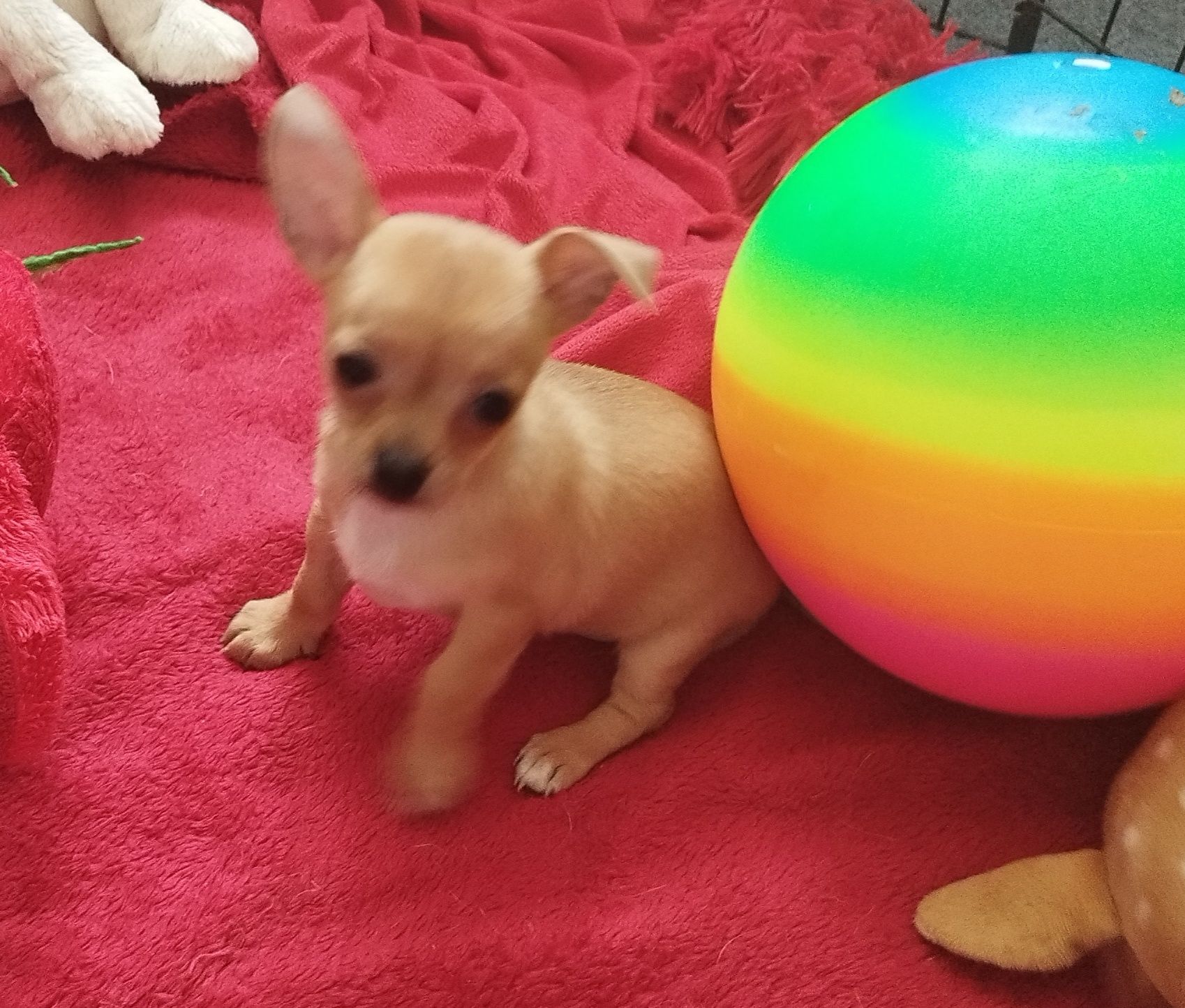 Chihuahua miniaturowa sunia