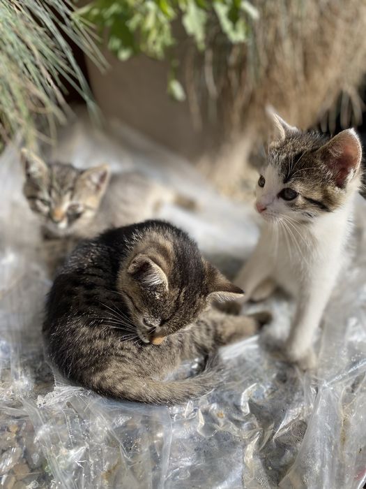 Oddam przyjazne kotki w dobre ręce