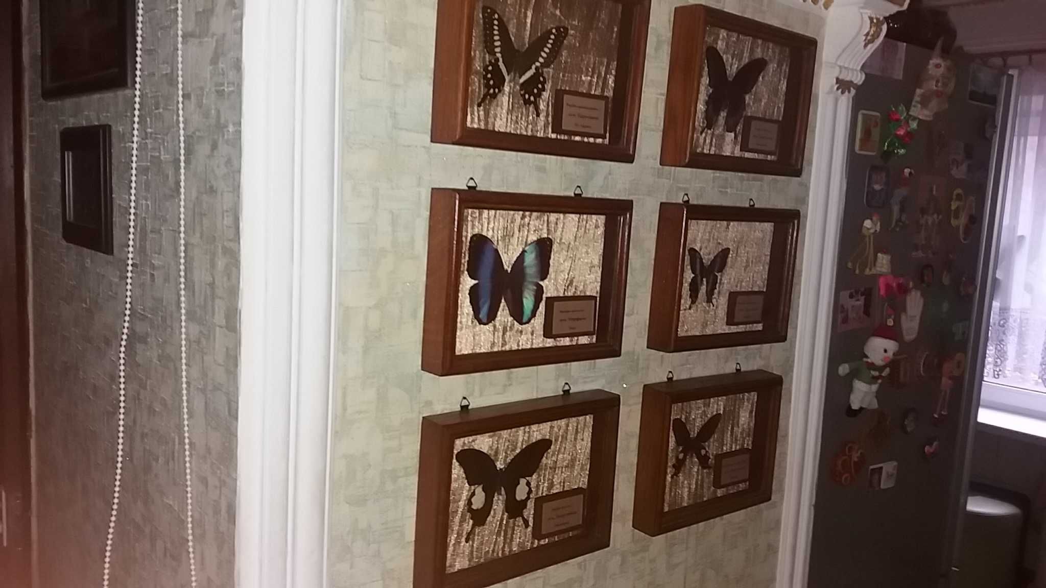 Коллекция "бабочек"