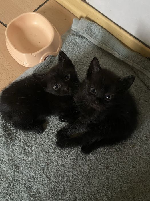 Отдам котят (кот и кошка)