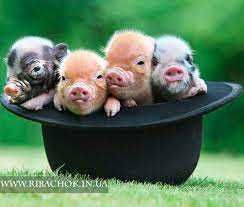 Незвичні улюбленці. Заздрити будуть всі)