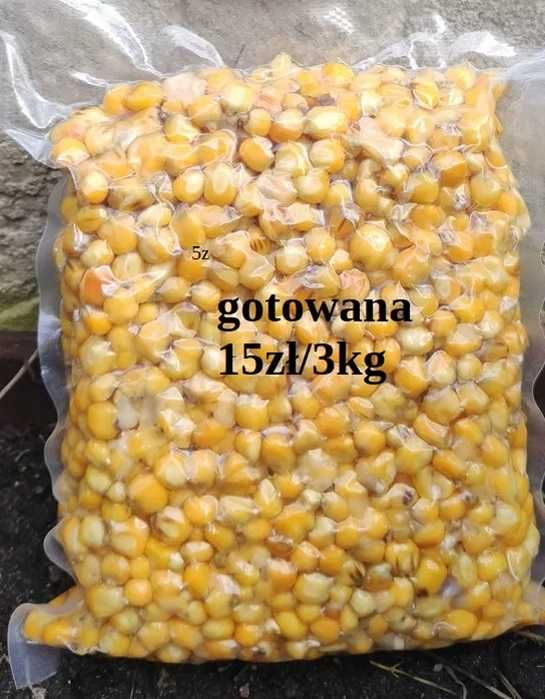 pasza dla kur nioski karma pszenica