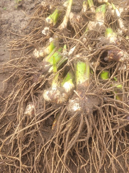 Kanna paciorecznik kłącza