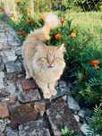 Котик хлопчик шукає родину Киів