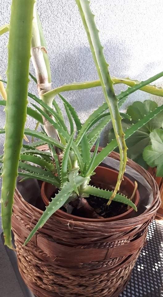 Sensawiera gwinejska, aloes zwyczajny