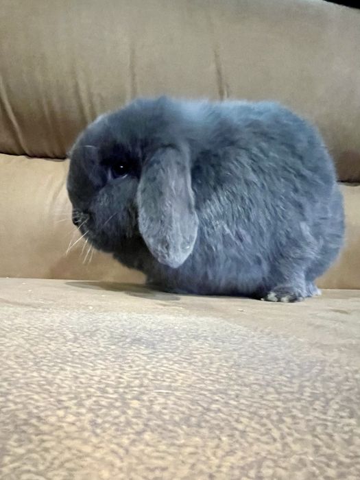 Дівчинка NHD,карликові кролики,блакитний окрас