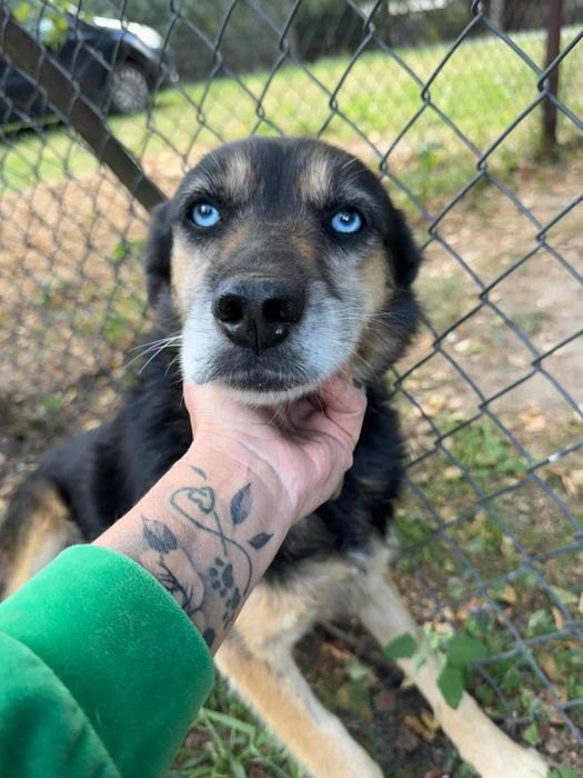 Błękitnooka piękność do adopcji