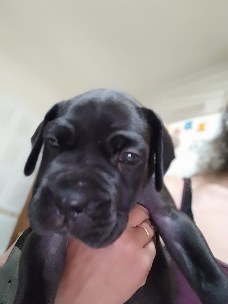 Cane Corso Italiano