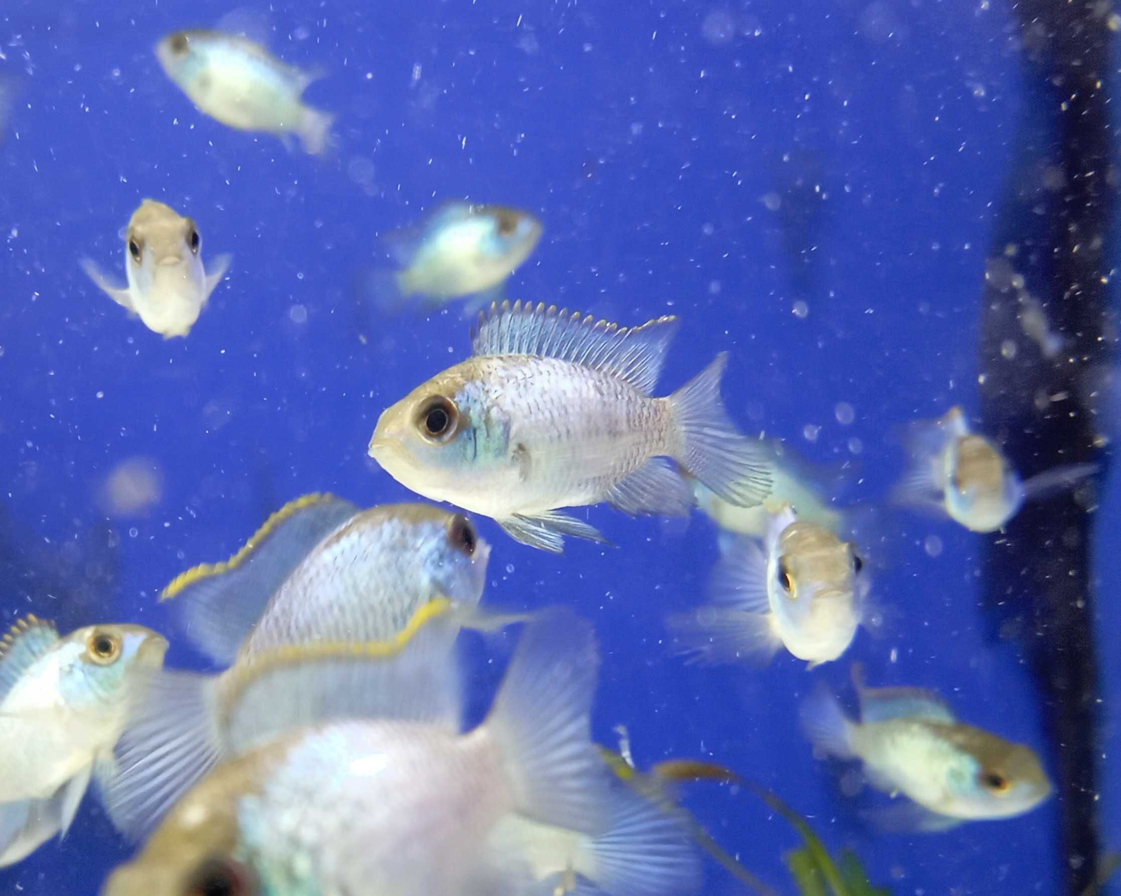 Akara electric blue 4-6cm