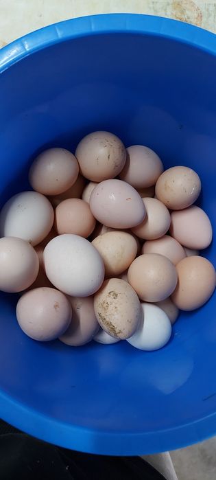 Jajka lęgowe perliczek