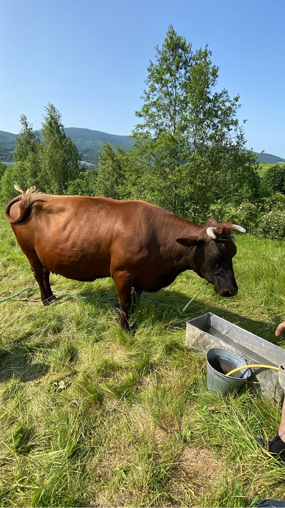 Konno po Górach/Rajdy konne