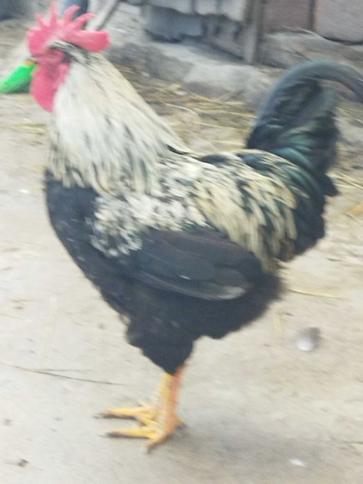 Обмін на бараболю різну моїх півнів, на зерно, крупи, курочок, а тако