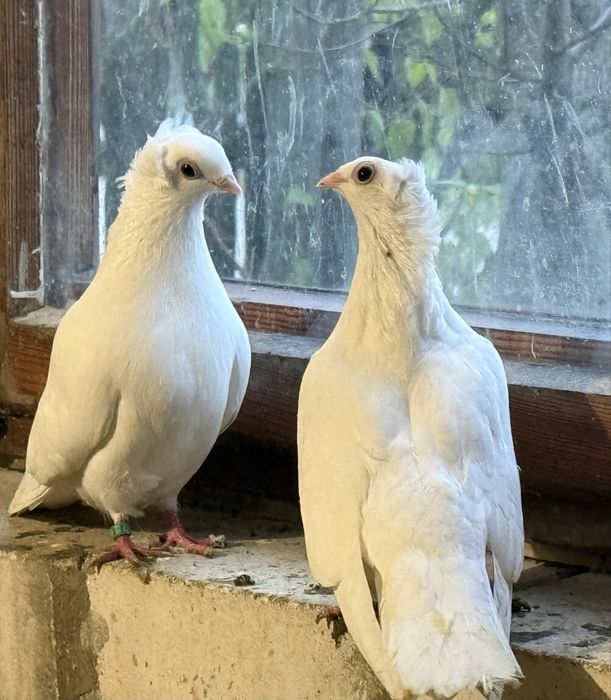 Szegedy Szegedynskie Wegry