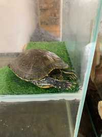 Черепаха червоноуха з акваріумом
