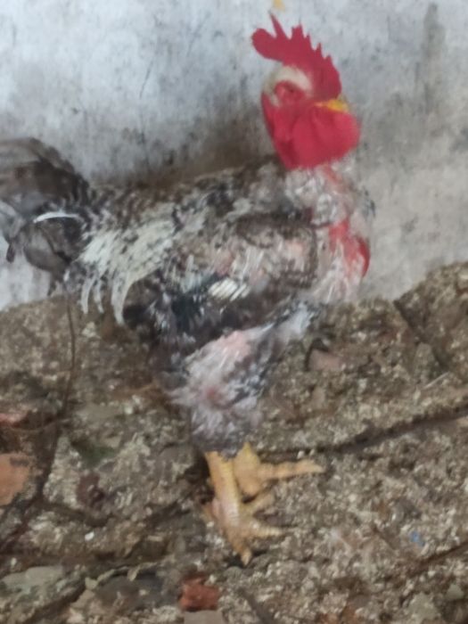 Galo caseiro criado no campo com peso 4/5  kg