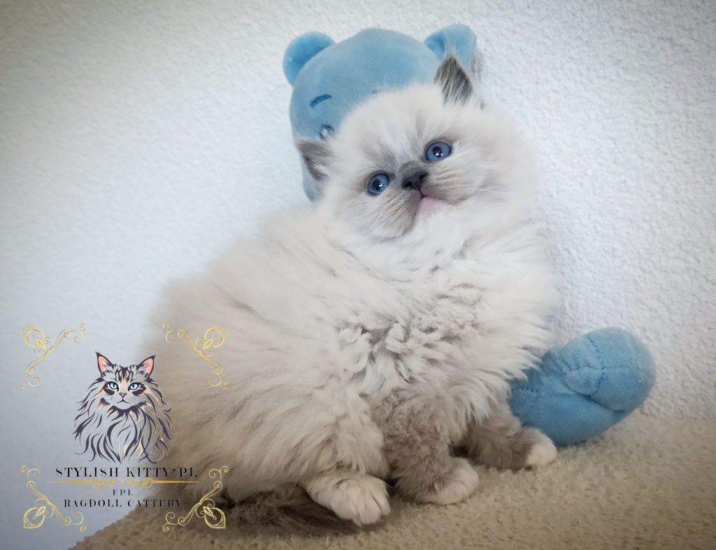 Ragdoll FPL badania genetyczne