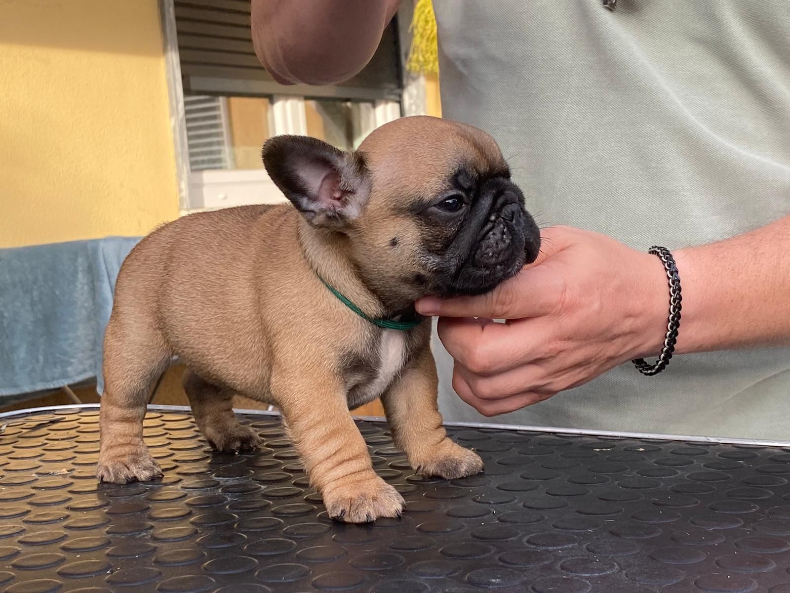 Bouledogue Francês c/ LOP e afixo