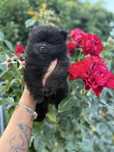 Szpic miniaturowy pomeranian boy
