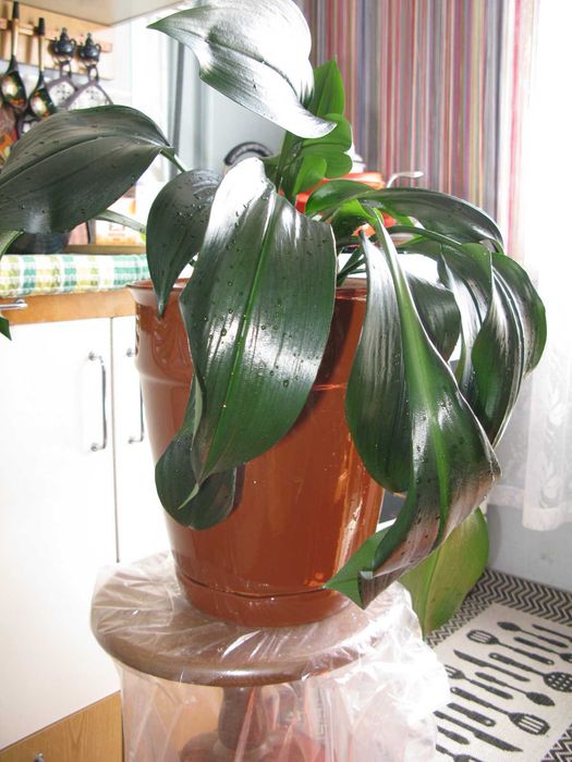 Продается Вазон для цветов или декоративных деревьев.