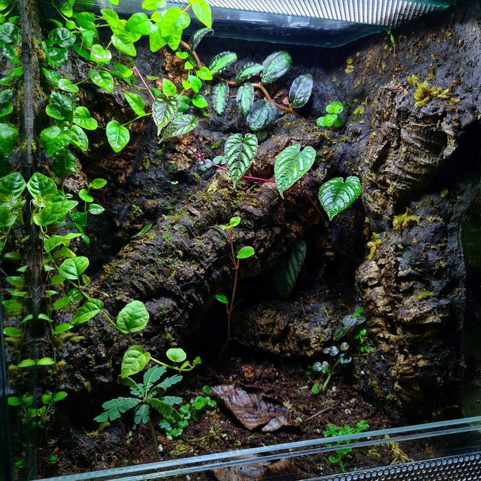 Terrarium 30x30x40, gekon, drzewołazy, ptasznik