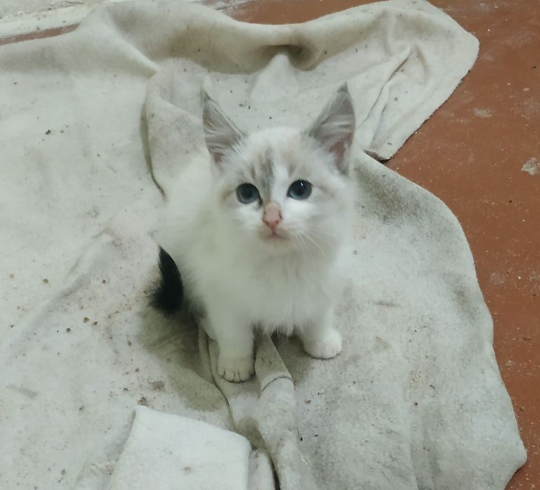 Котенок 2 месяца