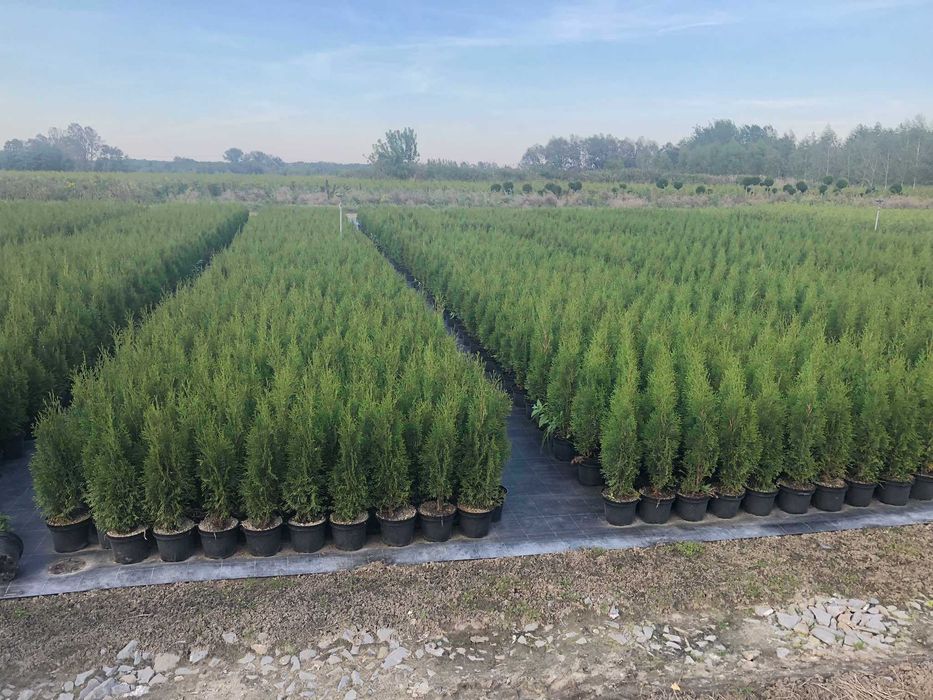 tuja szmaragd piękna gęsta sadzonka premium doniczka 3l 70-100cm