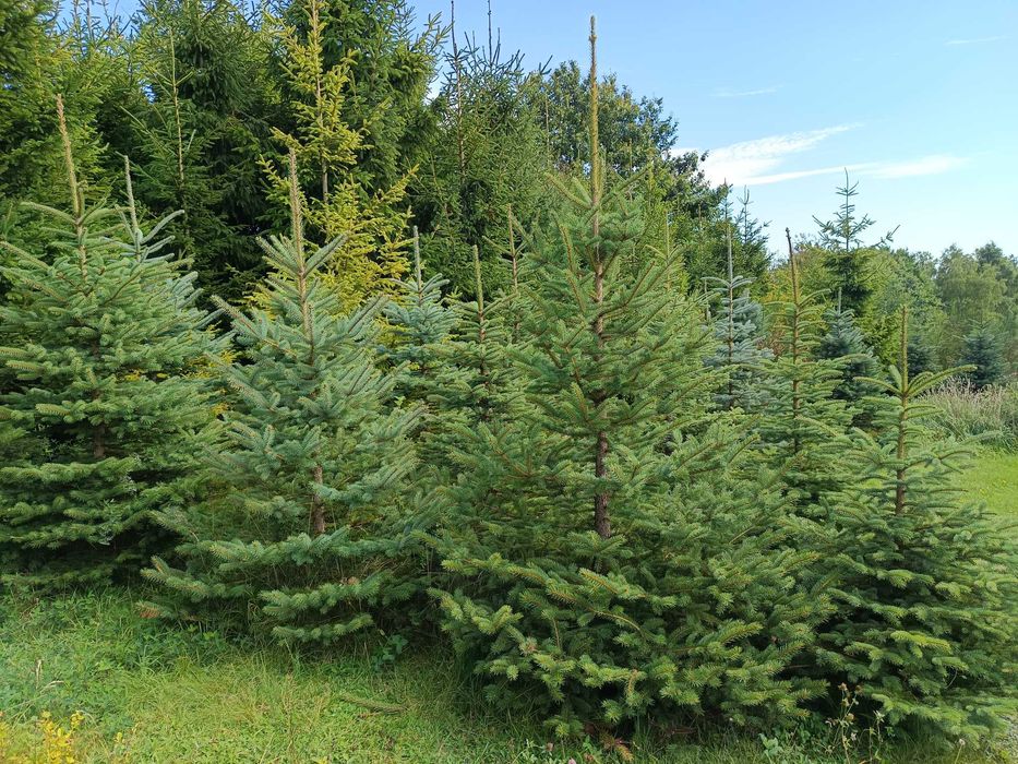 Świerk srebrny lub pospolity formowany choinki, plantacja choinek