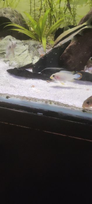 Apistogramma Panduro