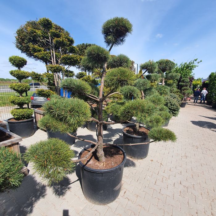 Ниваки бонсай в наличии и под заказ