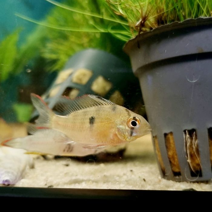 Pielęgniczka boliwijska