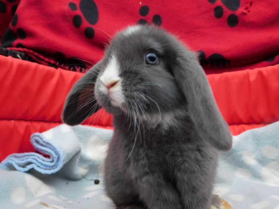 Cudowne baranki mini lop niebieskie