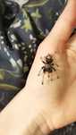 Chromatopelma cyaneopubescens L3 Zestaw startowy