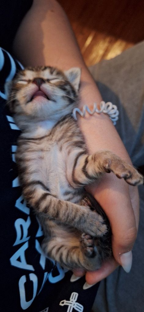 Estou a doar 4 gatinhos pequeninos