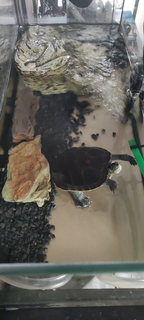Żółw wodno lądowy  z wyposażeniem