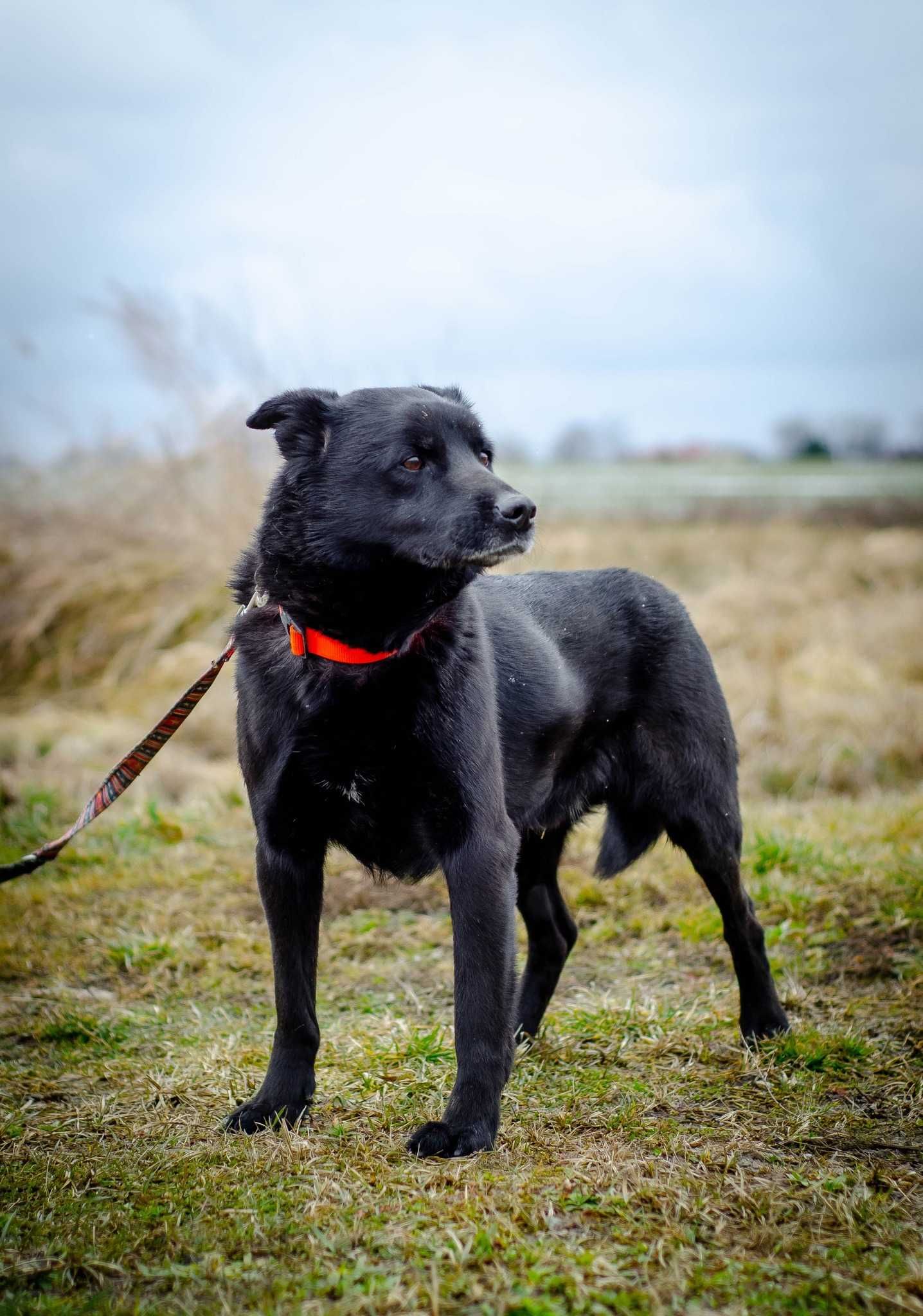 Zeus - boski psiak szuka nowej rodziny ADOPCJA