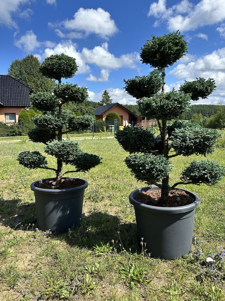 Bonsai , drzewko , jałowiec , juniperius grey owl