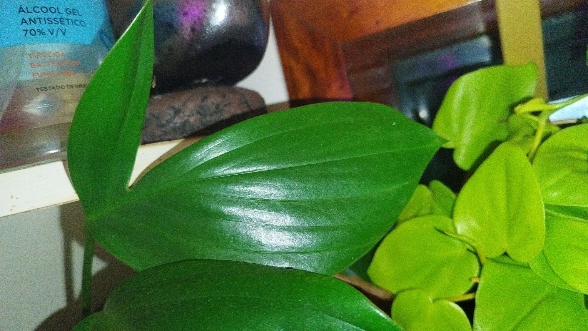 Philodendron dragon tail