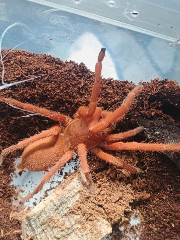 Orphnaecus philippinus dorosła samica ponad 4 DC
