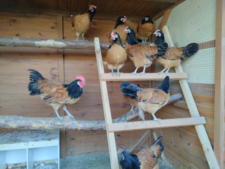 Pisklęta kur vorwerk kurczęta