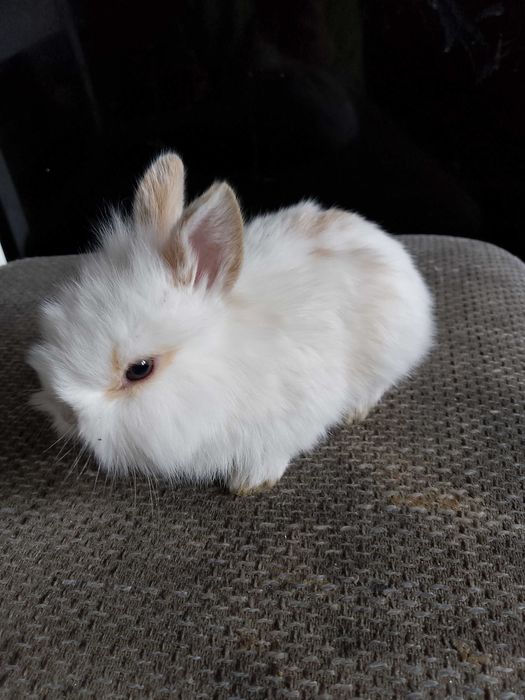 Króliczki miniaturki