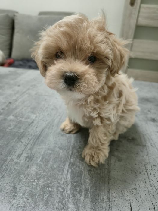 Maleńka sunia waga do 3 kg  maltipoo F1