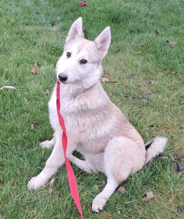 Suczka Łajka zachodniosyberyjska